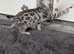 Mum and 3 beautiful bengal girls