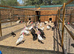 Male turkeys