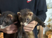 Male ferret