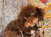 Gorgeous Ralph kc toy poodle STUD ONLY