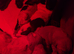Five magnificent puppies all girls