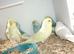 Baby budgies x 10 looking for new homes