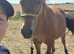 Sweet Dartmoor Hill Pony Gelding