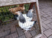 A Pair of  bantam light Sussex