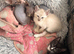 Ready To Leave Now - Mixed Sphynx kittens