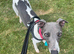 Blue and white whippet bitch