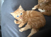Kittens available 9wks