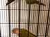 Baby conure Glasgow