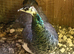 Indian blue peahen