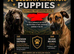 Caucasian Shepard X Belgian Malinois