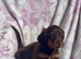 Miniature long coat Dachshund puppies