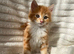 Cute fluffy half mainecoon kitten