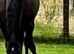 Broodmare potential black small but deep tb mare