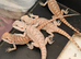Beautiful bearded dragons babies
