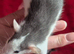 Baby Dumbo Rats
