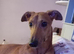 Bambi the lurcher