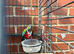 Crimson conures
