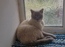 Beautiful Siamese female