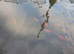 Young pond-bred goldfish, multi colours