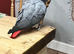 African grey parrot