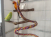 Sun Conure + 2 Budgies + 2 Large Cages – £500 – Moving Abroad
