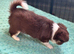 Amazing long coat Apple head girl puppies