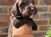 6 beautiful sprocker