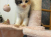 Ragdoll kittens