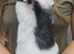 3 female Dutch cross