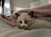 Kittens for sale