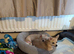 2 chihuahua/bichon frise puppies