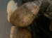 Jade albino African giant land snails