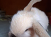Mini Lops