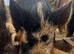 Intact Kune Kune cross Juliana boar