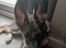 1 year old german shepherd x husky