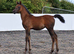Arabian colt 2026 available at weaning