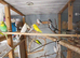 Budgies for sale