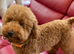 Lhasapoo puppies
