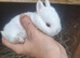 Beautiful litter of Netherland Dwarfs