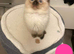 Ragdoll