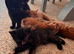 Kittens looking for forever homes