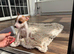 Jack Russell boy puppy