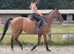 TB mare 16.2 6 yrs super safe hunter jumper hack