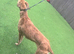 Red Merle lurcher