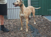 bull greyhound female