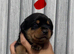 Rottweiler puppies