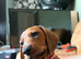 1 gorgeous dachshund puppy left