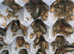 100, x'small / small / medium / large dubia with postage