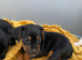 Beautiful litter looking for there forever homes