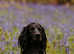 cocker stud dog